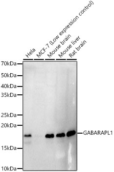 Western blot analysis of various lysates, using GABARAPL1 Rabbit mAb at 1:2000 dilution.|Secondary antibody: HRP-conjugated Goat anti-Rabbit IgG (H+L) at 1:10000 dilution.|Lysates/proteins: 25μg per lane.|Blocking buffer: 3% nonfat dry milk in TBST.|Detection: ECL Basic Kit.|Exposure time: 90s.