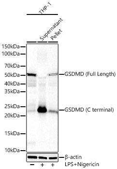 Western blot analysis of lysates from THP-1 cells using GSDMD (Full Length+C terminal) Rabbit mAb at 1:2000 dilution. THP-1 cells were treated with LPS and Nigericin.|Secondary antibody: HRP-conjugated Goat anti-Rabbit IgG (H+L) at 1:10000 dilution.|Lysates/proteins: 25 μg per lane.|Blocking buffer: 3% nonfat dry milk in TBST.|Detection: ECL Basic Kit.|Exposure time: 30s.|WB samples for antibody validation are kindly provided by Dr. Feng Shao, NIBS