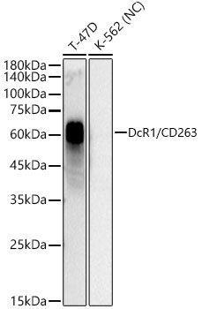 Western blot analysis of various lysates, using  DcR1/CD263 Rabbit mAb at 1:1000 dilution.|Secondary antibody: HRP-conjugated Goat anti-Rabbit IgG (H+L) at 1:10000 dilution.|Lysates/proteins: 25μg per lane.|Blocking buffer: 3% nonfat dry milk in TBST.|Detection: ECL Basic Kit.|Negative control (NC): K-562|Exposure time: 45s.