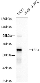 Western blot analysis of various lysates, using ESRα Rabbit mAb at 1:1000 dilution.|Secondary antibody: HRP-conjugated Goat anti-Rabbit IgG (H+L) at 1:10000 dilution.|Lysates/proteins: 25μg per lane.|Blocking buffer: 3% nonfat dry milk in TBST.|Detection: ECL Basic Kit.|Negative control (NC): SK-BR-3|Exposure time: 3s.