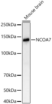 Western blot analysis of lysates from Mouse brain using NCOA7 Rabbit mAb at 1:1000 dilution incubated overnight at 4℃.|Secondary antibody: HRP-conjugated Goat anti-Rabbit IgG (H+L) at 1:10000 dilution.|Lysates/proteins: 25 μg per lane.|Blocking buffer: 3% nonfat dry milk in TBST.|Detection: ECL Basic Kit.|Exposure time: 20 s.