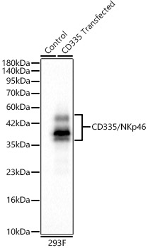 Western blot analysis of lysates from wild type (WT) and 293F cells transfected with CD335 using CD335/NKp46 Rabbit mAb at 1:1000 dilution.|Secondary antibody: HRP-conjugated Goat anti-Rabbit IgG (H+L) at 1:10000 dilution.|Lysates/proteins: 25μg per lane.|Blocking buffer: 3% nonfat dry milk in TBST.|Detection: ECL Basic Kit.|Exposure time: 15s.