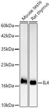 Western blot analysis of various lysates, using IL4 Rabbit mAb at 1:2000 dilution.|Secondary antibody: HRP-conjugated Goat anti-Rabbit IgG (H+L) at 1:10000 dilution.|Lysates/proteins: 25μg per lane.|Blocking buffer: 3% nonfat dry milk in TBST.|Detection: ECL Basic Kit.|Exposure time: 30s.