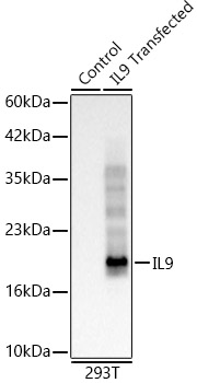 Western blot analysis of lysates from 293T(Transfection) and control 293T cells, using IL9 Rabbit mAb at 1:1000 dilution.|Secondary antibody: HRP-conjugated Goat anti-Rabbit IgG (H+L) at 1:10000 dilution.|Lysates/proteins: 25μg per lane.|Blocking buffer: 3% nonfat dry milk in TBST.|Detection: ECL Basic Kit.|Exposure time: 30s.