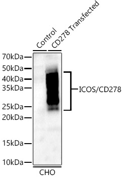 Western blot analysis of lysates from wild type (WT) and CHO cells transfected with CD278 using CD278 Rabbit mAb at 1:1000 dilution.|Secondary antibody: HRP-conjugated Goat anti-Rabbit IgG (H+L) at 1:10000 dilution.|Lysates/proteins: 25μg per lane.|Blocking buffer: 3% nonfat dry milk in TBST.|Detection: ECL Enhanced Kit.|Exposure time: 180s.