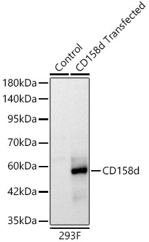 Western blot analysis of lysates from control 293F and KIR2DL4-293F trasfected cells, using KIR2DL4 Rabbit mAb at 1:1000 dilution.|Secondary antibody: HRP-conjugated Goat anti-Rabbit IgG (H+L) at 1:10000 dilution.|Lysates/proteins: 25μg per lane.|Blocking buffer: 3% nonfat dry milk in TBST.|Detection: ECL Basic Kit.|Exposure time: 30s.
