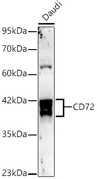 Western blot analysis of lysates from Daudi cells, using CD72 Rabbit mAb at 1:1000 dilution.|Secondary antibody: HRP-conjugated Goat anti-Rabbit IgG (H+L) at 1:10000 dilution.|Lysates/proteins: 25μg per lane.|Blocking buffer: 3% nonfat dry milk in TBST.|Detection: ECL Basic Kit.|Exposure time: 60s.