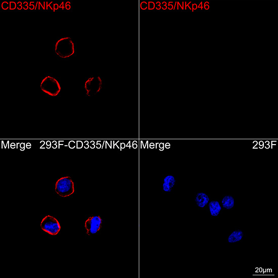 Confocal imaging of 293F cells transfected with CD335/NKp46 using CD335/NKp46 Rabbit mAb followed by a further incubation with Cy3 Goat Anti-Rabbit IgG (H+L) (Red). DAPI was used for nuclear staining (Blue). Objective: 100x.