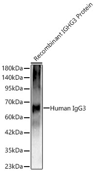 Western blot analysis of recombinant IGHG3  protein, using Human IgG3 Rabbit mAb at 1:1000 dilution.|Secondary antibody: HRP-conjugated Goat anti-Rabbit IgG (H+L) at 1:10000 dilution.|Lysates/proteins: 10ng per lane.|Blocking buffer: 3% nonfat dry milk in TBST.|Detection: ECL Basic Kit.|Exposure time: 90s.