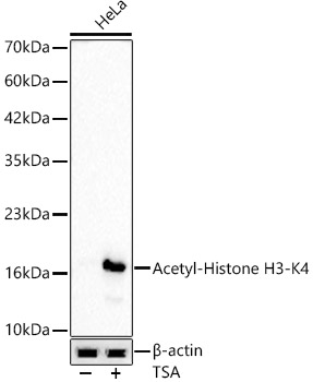 Western blot analysis of lysates from HeLa cells, using Acetyl-Histone H3-K4 Rabbit mAb at 1:1000 dilution. HeLa cells were treated with TSA (1 uM) at 37℃ for 18 hours.|Secondary antibody: HRP-conjugated Goat anti-Rabbit IgG (H+L) at 1:10000 dilution.|Lysates/proteins: 25μg per lane.|Blocking buffer: 3% nonfat dry milk in TBST.|Detection: ECL Basic Kit.|Exposure time: 20s.