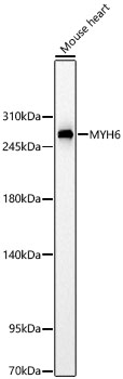 Western blot analysis of lysates from Mouse heart using MYH6 Rabbit mAb at 1:3000 dilution.|Secondary antibody: HRP-conjugated Goat anti-Rabbit IgG (H+L) at 1:10000 dilution.|Lysates/proteins: 25 μg per lane.|Blocking buffer: 3% nonfat dry milk in TBST.|Detection: ECL Basic Kit.|Exposure time: 60s.