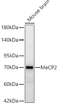 Western blot analysis of lysates from Mouse brain, using MeCP2 Rabbit mAb at 1:2000 dilution.|Secondary antibody: HRP-conjugated Goat anti-Rabbit IgG (H+L) at 1:10000 dilution.|Lysates/proteins: 25μg per lane.|Blocking buffer: 3% nonfat dry milk in TBST.|Detection: ECL Basic Kit.|Exposure time: 30s.