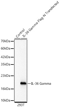 Western blot analysis of various lysates, using IL-36 Gamma Rabbit mAb at 1:1000 dilution.|Secondary antibody: HRP-conjugated Goat anti-Rabbit IgG (H+L) at 1:10000 dilution.|Lysates/proteins: 25μg per lane.|Blocking buffer: 3% nonfat dry milk in TBST.|Detection: ECL Basic Kit.|Exposure time: 10s.