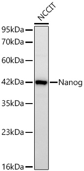 Western blot analysis of lysates from NCCIT cells using Nanog Rabbit mAb at 1:1000 dilution incubated overnight at 4℃.|Secondary antibody: HRP-conjugated Goat anti-Rabbit IgG (H+L) at 1:10000 dilution.|Lysates/proteins: 25 μg per lane.|Blocking buffer: 3% nonfat dry milk in TBST.|Detection: ECL Basic Kit.|Exposure time: 90s.