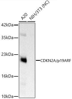 Western blot analysis of various lysates using CDKN2A/p19ARF Rabbit mAb at 1:2000 dilution.|Secondary antibody: HRP-conjugated Goat anti-Rabbit IgG (H+L) at 1:10000 dilution.|Lysates/proteins: 25 μg per lane.|Blocking buffer: 3% nonfat dry milk in TBST.|Detection: ECL Basic Kit.|Negative control (NC): NIH/3T3.|Exposure time: 0.5 s.