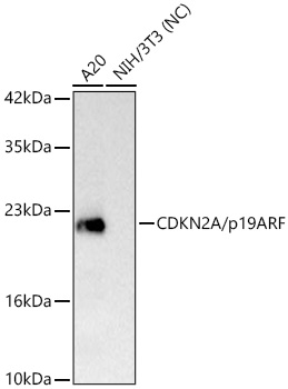 Western blot analysis of various lysates using CDKN2A/p19ARF Rabbit mAbat 1:1000 dilution incubated overnight at 4℃.|Secondary antibody: HRP-conjugated Goat anti-Rabbit IgG (H+L) at 1:10000 dilution.|Lysates/proteins: 25 μg per lane.|Blocking buffer: 3% nonfat dry milk in TBST.|Detection: ECL Basic Kit.|Negative control (NC): NIH/3T3|Exposure time: 0.5s.