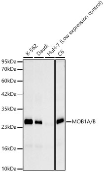 Western blot analysis of various lysates, using MOB1A/B Rabbit mAb at 1:3000 dilution dilution incubated overnight at 4℃.|Secondary antibody: HRP-conjugated Goat anti-Rabbit IgG (H+L) at 1:10000 dilution.|Lysates/proteins: 25 μg per lane.|Blocking buffer: 3% nonfat dry milk in TBST.|Detection: ECL Basic Kit.|Exposure time: 30 s.