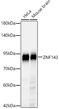 Western blot analysis of various lysates, using [KD Validated] ZNF143 Rabbit mAb at 1:2000 dilution.|Secondary antibody: HRP-conjugated Goat anti-Rabbit IgG (H+L) at 1:10000 dilution.|Lysates/proteins: 25μg per lane.|Blocking buffer: 3% nonfat dry milk in TBST.|Detection: ECL Basic Kit.|Exposure time: 90s.