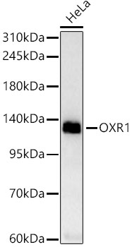 Western blot analysis of lysates from HeLa cells, using OXR1 Rabbit mAb at 1:1000 dilution incubated overnight at 4℃.|Secondary antibody: HRP-conjugated Goat anti-Rabbit IgG (H+L) at 1:10000 dilution.|Lysates/proteins: 25 μg per lane.|Blocking buffer: 3% nonfat dry milk in TBST.|Detection: ECL Basic Kit.|Exposure time: 60 s.