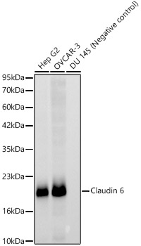 Western blot analysis of various lysates, using Claudin 6 Rabbit mAb at 1:3000 dilution.|Secondary antibody: HRP-conjugated Goat anti-Rabbit IgG (H+L) at 1:10000 dilution.|Lysates/proteins: 25μg per lane.|Blocking buffer: 3% nonfat dry milk in TBST.|Detection: ECL Basic Kit.|Exposure time: 15s.