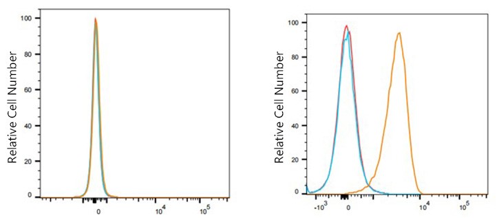 Flow cytometry: 1X10^6 HEL cells (negative control,Left) and REH cells(Right) were surface-stained with Flt3/CD135 Rabbit mAb(2μg/mL,orange line) or PSFlo 647 Rabbit IgG isotype control,followed by Alexa Fluor®647 conjugated goat anti-rabbit pAb staining. Non-fluorescently stained cells were used as blank control (red line).