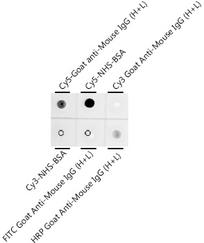 Dot-blot analysis of all sorts of compounds using Cy5 Rabbit mAb antibody at 1:1000 dilution.