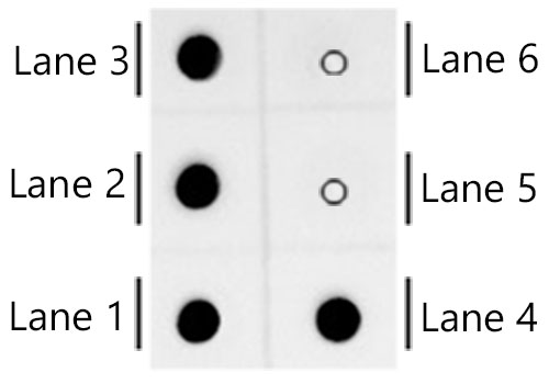Dot-blot analysis of all sorts of compounds using Cy3/Cy5 Rabbit mAb at 1:2000 dilution.|Lane 1 : Cy5 Goat Anti-Mouse IgG (H+L)|Lane 2 : Cy5-NHS-BSA|Lane 3 : Cy3 Goat Anti-Mouse IgG (H+L)|Lane 4 : Cy3-NHS-BSA|Lane 5 : FITC Goat Anti-Mouse IgG (H+L)|Lane 6 : HRP Goat Anti-Mouse IgG (H+L)