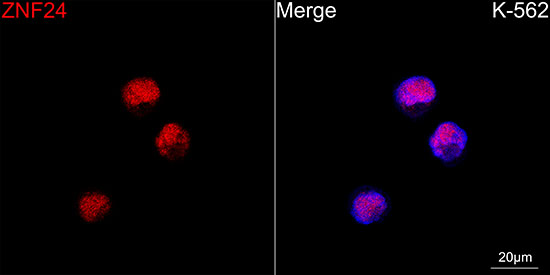 Confocal imaging of K-562 cells  using ZNF24 Rabbit mAb  followed by a further incubation with Cy3 Goat Anti-Rabbit IgG (H+L)(Red).DAPI was used for nuclear staining (Blue). Objective: 100x.