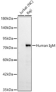 Western blot analysis of lysates from Raji cells, using Human IgM (FC) Rabbit mAb at 1:1000 dilution.|Secondary antibody: HRP-conjugated Goat anti-Rabbit IgG (H+L) at 1:10000 dilution.|Lysates/proteins: 25μg per lane.|Blocking buffer: 3% nonfat dry milk in TBST.|Detection: ECL Basic Kit.|Negative control (NC): Jurkat|Exposure time: 20s.