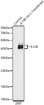 Western blot analysis of lysates from 293T cells transfected with IL12B using IL12B Rabbit mAb at 1:2000 dilution.|Secondary antibody: HRP-conjugated Goat anti-Rabbit IgG (H+L) at 1:10000 dilution.|Lysates/proteins: 25 μg per lane.|Blocking buffer: 3% nonfat dry milk in TBST.|Detection: ECL Basic Kit.|Exposure time: 30 s.