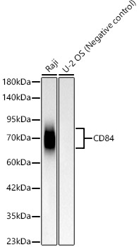 Western blot analysis of various lysates, using CD84 Rabbit mAb at 1:1000 dilution.|Secondary antibody: HRP-conjugated Goat anti-Rabbit IgG (H+L) at 1:10000 dilution.|Lysates/proteins: 25μg per lane.|Blocking buffer: 3% nonfat dry milk in TBST.|Detection: ECL Basic Kit.|Exposure time: 30s.