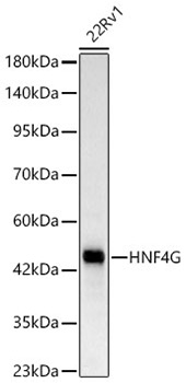 Western blot analysis of lysates from 22Rv1 cells, using HNF4G Rabbit mAb at 1:2000 dilution.|Secondary antibody: HRP-conjugated Goat anti-Rabbit IgG (H+L) at 1:10000 dilution.|Lysates/proteins: 25μg per lane.|Blocking buffer: 3% nonfat dry milk in TBST.|Detection: ECL Basic Kit.|Exposure time: 45s.