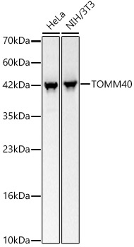 Western blot analysis of various lysates, using TOMM40 Rabbit mAb at 1:4800 dilution.|Secondary antibody: HRP-conjugated Goat anti-Rabbit IgG (H+L) at 1:10000 dilution.|Lysates/proteins: 25μg per lane.|Blocking buffer: 3% nonfat dry milk in TBST.|Detection: ECL Basic Kit.|Exposure time: 5s.