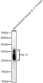 Western blot analysis of Recombinant Human IL-31 Protein , using IL-31 Rabbit mAb at 1:4000 dilution.|Secondary antibody: HRP-conjugated Goat anti-Rabbit IgG (H+L) at 1:10000 dilution.|Lysates/proteins: 5ng per lane.|Blocking buffer: 3% nonfat dry milk in TBST.|Detection: ECL Basic Kit.|Exposure time: 10s.