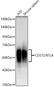 Western blot analysis of various lysates using CD272/BTLA Rabbit mAb at 1:1000 dilution incubated overnight at 4℃.|Secondary antibody: HRP-conjugated Goat anti-Rabbit IgG (H+L) at 1:10000 dilution.|Lysates/proteins: 25μg per lane.|Blocking buffer: 3% nonfat dry milk in TBST.|Detection: ECL Basic Kit.|Exposure time: 180s.