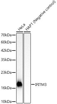 Western blot analysis of various lysates, using IFITM3 Rabbit mAb at 1:5000 dilution.|Secondary antibody: HRP-conjugated Goat anti-Rabbit IgG (H+L) at 1:10000 dilution.|Lysates/proteins: 25μg per lane.|Blocking buffer: 3% nonfat dry milk in TBST.|Detection: ECL Basic Kit.|Exposure time: 5s.