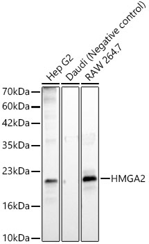 Western blot analysis of various lysates, using HMGA2 Rabbit mAb at 1:8000 dilution.|Secondary antibody: HRP-conjugated Goat anti-Rabbit IgG (H+L) at 1:10000 dilution.|Lysates/proteins: 25μg per lane.|Blocking buffer: 3% nonfat dry milk in TBST.|Detection: ECL Basic Kit.|Exposure time: 60s.