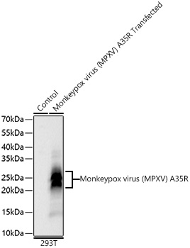 Western blot analysis of lysates from wild type (WT) and 293T cells transfected with Monkeypox virus (MPXV)  A35R using Monkeypox virus (MPXV)  A35R Rabbit mAb at 1:1000000 dilution incubated overnight at 4℃.|Secondary antibody: HRP-conjugated Goat anti-Rabbit IgG (H+L) at 1:10000 dilution.|Lysates/proteins: 20 μg per lane.|Blocking buffer: 3% nonfat dry milk in TBST.|Detection: ECL Basic Kit|.Exposure time: 45 s.
