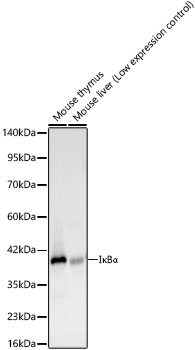 Western blot analysis of various lysates, using IκBα Rabbit mAb at 1:6000 dilution  incubated overnight at 4℃.|Secondary antibody: HRP-conjugated Goat anti-Rabbit IgG (H+L) at 1:10000 dilution.|Lysates/proteins: 25 μg per lane.|Blocking buffer: 3% nonfat dry milk in TBST.|Detection: ECL Basic Kit.|Exposure time: 30 s.