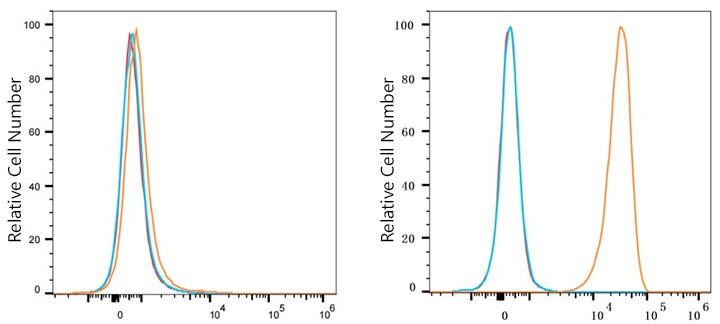Flow cytometry: 1X10^6 BEWO cells (negative control,left) and HeLa cells (right) were surface-stained with DR4 Rabbit mAb or PSFlo 647 Rabbit IgG isotype control, followed by Alexa Fluor® 647 conjugated goat anti-rabbit pAb staining. Non-fluorescently stained cells were used as blank control (red line).