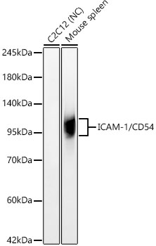 Western blot analysis of various lysates, using ICAM-1/CD54 Rabbit mAb at 1:6000 dilution.|Secondary antibody: HRP-conjugated Goat anti-Rabbit IgG (H+L) at 1:10000 dilution.|Lysates/proteins: 25μg per lane.|Blocking buffer: 3% nonfat dry milk in TBST.|Detection: ECL Basic Kit.|Negative control (NC):C2C12|Exposure time: 15s.