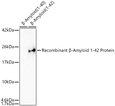 Western blot analysis of Recombinant β-Amyloid (1-40) protein and Recombinant β-Amyloid (1-42) protein using β-Amyloid(1-42) Rabbit mAb at 1:5000 dilution incubated overnight at 4℃.|Secondary antibody: HRP-conjugated Goat anti-Rabbit IgG (H+L) at 1:10000 dilution.|Lysates/proteins: 1 μg per lane.|Blocking buffer: 3% nonfat dry milk in TBST.|Detection: ECL Basic Kit.|Negative control (NC): Recombinant β-Amyloid (1-40) protein.|Exposure time: 90s.
