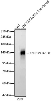 Western blot analysis of lysates from wild type (WT) and 293F cells transfected with ENPP3/CD203c using ENPP3/CD203c Rabbit mAb at 1:1000 dilution.|Secondary antibody: HRP-conjugated Goat anti-Rabbit IgG (H+L) at 1:10000 dilution.|Lysates/proteins: 25 μg per lane.|Blocking buffer: 3% nonfat dry milk in TBST.|Detection: ECL Basic Kit.|Exposure time: 30 s.
