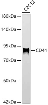 Western blot analysis of lysates from C2C12 cells, using CD44 Rabbit mAb at 1:1000 dilution.|Secondary antibody: HRP-conjugated Goat anti-Rabbit IgG (H+L) at 1:10000 dilution.|Lysates/proteins: 25μg per lane.|Blocking buffer: 3% nonfat dry milk in TBST.|Detection: ECL Basic Kit.|Exposure time: 90s.