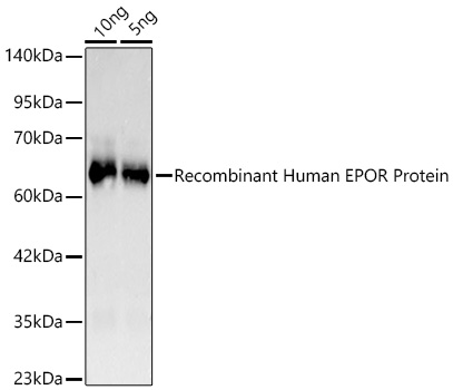 Western blot analysis of lysates from Recombinant Human EPOR Protein  using EPOR Rabbit mAb at 1:1000 dilution incubated overnight at 4℃.|Secondary antibody: HRP-conjugated Goat anti-Rabbit IgG (H+L) at 1:10000 dilution.|Lysates/proteins: 10ng,5ng μg per lane.|Blocking buffer: 3% nonfat dry milk in TBST.|Detection: ECL Basic Kit.|Exposure time: 10s.