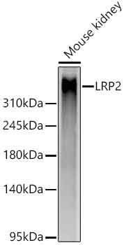Western blot analysis of lysates from Mouse kidney using Megalin/LRP2 Rabbit mAb at 1:1000 dilution.|Secondary antibody: HRP-conjugated Goat anti-Rabbit IgG (H+L) at 1:10000 dilution.|Lysates/proteins: 25 μg per lane.|Blocking buffer: 3% nonfat dry milk in TBST.|Detection: ECL Basic Kit.|Exposure time:20s.