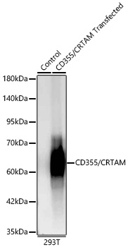 Western blot analysis of lysates from wild type (WT) and 293T transfected with CD355/CRTAM, using CD355/CRTAM Rabbit mAb at 1:2000 dilution.|Secondary antibody: HRP-conjugated Goat anti-Rabbit IgG (H+L) at 1:10000 dilution..|Lysates/proteins: 25μg per lane.|Blocking buffer: 3% nonfat dry milk in TBST.|Detection: ECL Basic Kit.|Exposure time: 30 s.