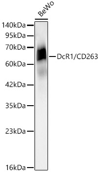 Western blot analysis of lysates from BeWo cells using DcR1/CD263 Rabbit mAb at 1:2000 dilution.|Secondary antibody: HRP-conjugated Goat anti-Rabbit IgG (H+L) at 1:10000 dilution.|Lysates/proteins: 25μg per lane.|Blocking buffer: 3% nonfat dry milk in TBST.|Detection: ECL Basic Kit.|Exposure time: 30s.