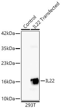 Western blot analysis of extracts of normal 293T cells and 293T transfected with IL22 using IL22 Rabbit mAb at 1:1000 dilution.|Secondary antibody: HRP-conjugated Goat anti-Rabbit IgG (H+L) at 1:10000 dilution.|Lysates/proteins: 25μg per lane.|Blocking buffer: 3% nonfat dry milk in TBST.|Detection: ECL Basic Kit.|Exposure time: 45s.