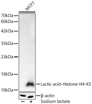 Western blot analysis of lysates from MCF7 cells using Lactic acid-Histone H4-K5 Rabbit mAb at 1:1000 dilution. MCF7 cells were treated with sodium lactate (100 nM) at 37℃ for 24 hours after serum starvation overnight.|Secondary antibody: HRP-conjugated Goat anti-Rabbit IgG (H+L) at 1:10000 dilution.|Lysates/proteins: 25 μg per lane.|Blocking buffer: 3% nonfat dry milk in TBST.|Detection: ECL Basic Kit.|Exposure time: 90s.